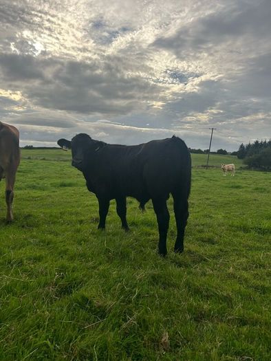 2nd calf AAX cow