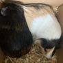 2 female guinea pigs Image 3