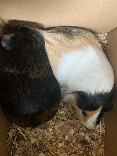 2 female guinea pigs