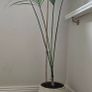 Multiple indoor plants available Image 4