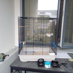 big bird cage for sale all perches drinkers nest pan and dummy eggs with it i adopted the birds out of it