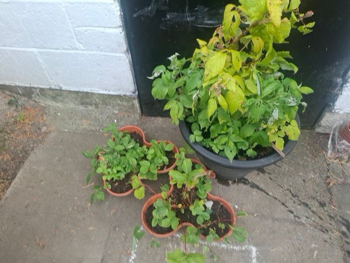 raspberries and strawberries