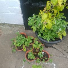 raspberries and strawberries