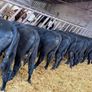 15 Aberdeen Angus Weanling Bulls Image 4
