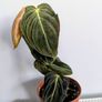 Philodendron Melano Plant Image 2