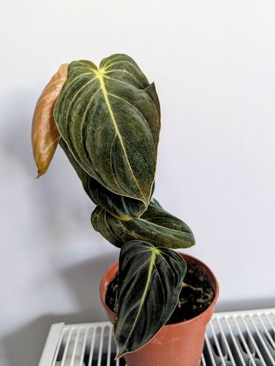 Philodendron Melano Plant