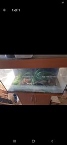 fish tank juwel 125