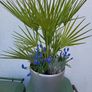 Lechuza planter Image 2