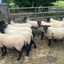 Suffolk hoggets Image 10