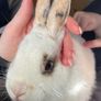 Two male rabbits and hutch's free to good home Image 2