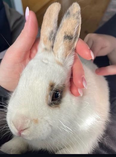 Two male rabbits and hutch's free to good home