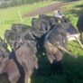Bull runners Image 6