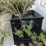 Garden shrubs Image 2