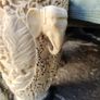 Fabulous pair of vintage elephant vaes Image 4