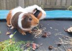 rehoming 2 Guinea pigs