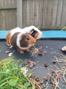 rehoming 2 Guinea pigs