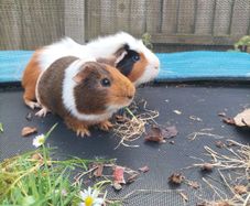 rehoming 2 Guinea pigs