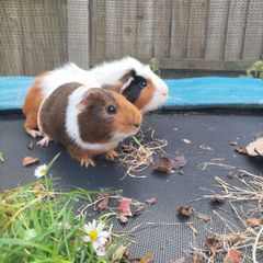 rehoming 2 Guinea pigs