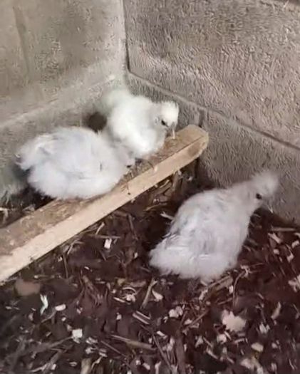 poultry