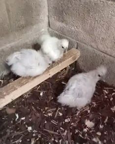 poultry