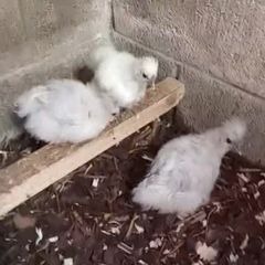 poultry