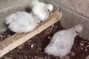 poultry