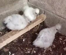 poultry