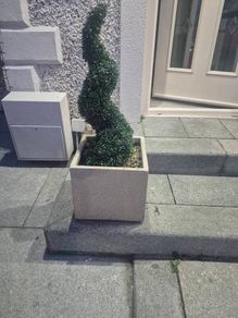 plants