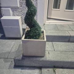 plants