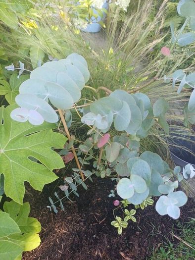 Eucalyptus tree evergreen