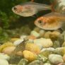 Fish Tank Neocaridina Shrimps Image 10