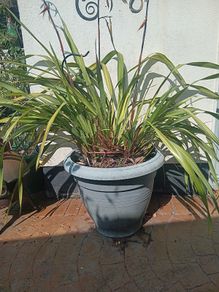 Phormium Plants For Sale
