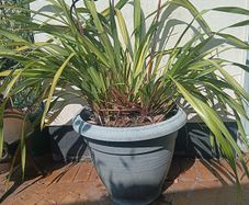 Phormium Plants For Sale