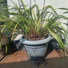 Phormium Plants For Sale