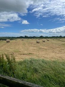 Hay