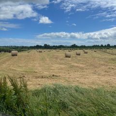 Hay
