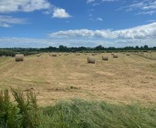 Hay