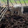Bull calves Image 3