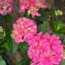 hydrangea Image 4