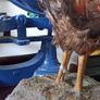 Cock Pheasant Image 4