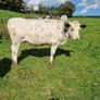 Heifers Image 3