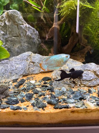 Fish Tank And stand with fish and plants