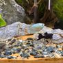 Freshwater Fish Image 4