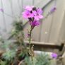 garden plants Image 2
