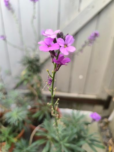 garden plants