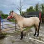 Connemara Filly Image 4