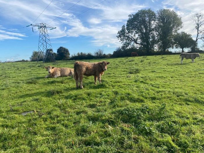 Organic weanlings Elphin Mart