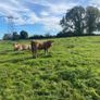 Organic weanlings Elphin Mart Image 9