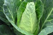 (C) Oxeheart Cabbage Caraflex F1 seeds (30s) (122981)