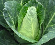 (C) Oxeheart Cabbage Caraflex F1 seeds (30s) (122981)